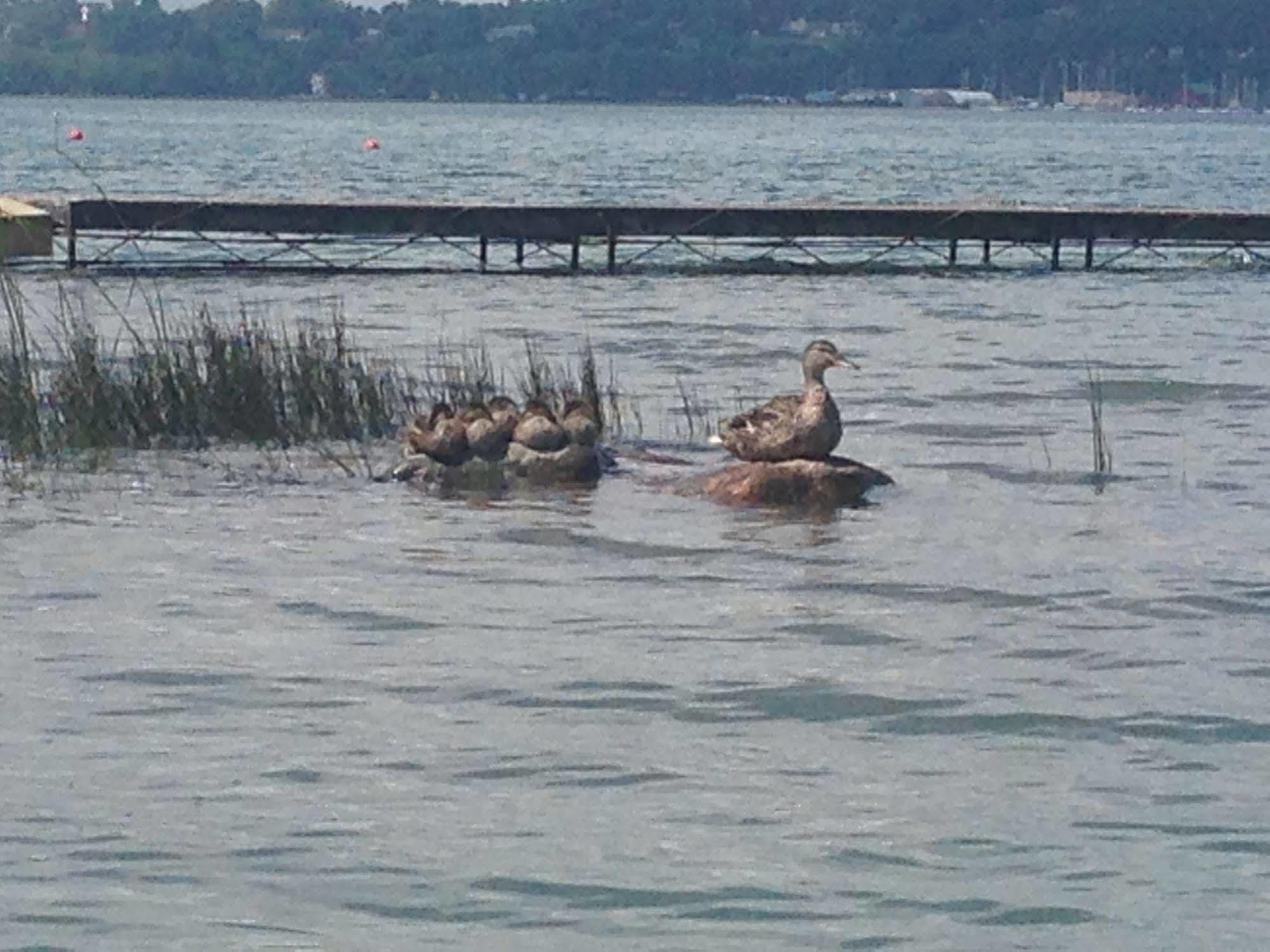 N' This On The Bay -Vacation Suite Wiarton Εξωτερικό φωτογραφία