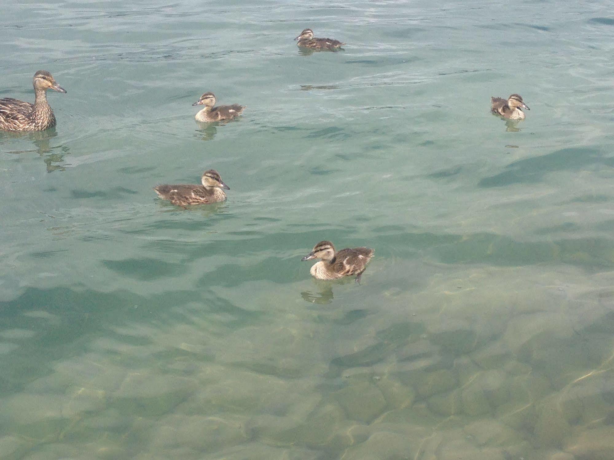 N' This On The Bay -Vacation Suite Wiarton Εξωτερικό φωτογραφία